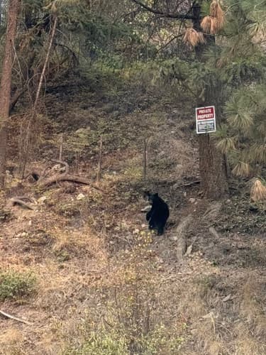 Black Bear sighting