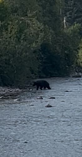 Black Bear sighting