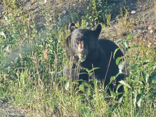 Black Bear sighting