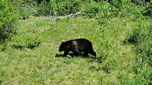 Black Bear sighting