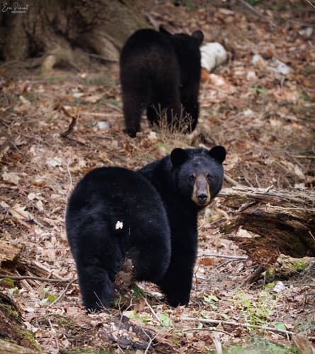 Black Bear sighting