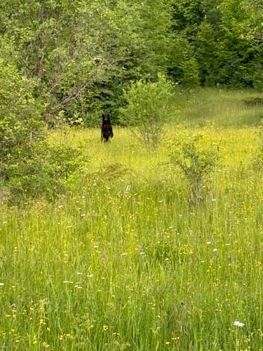 Black Bear sighting