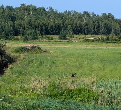 Black Bear sighting