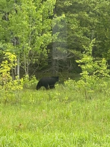 Black Bear sighting