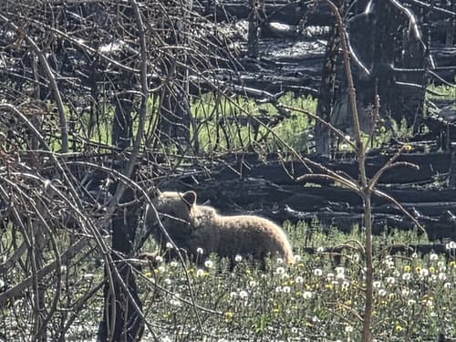 Grizzly sighting
