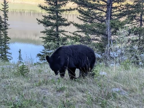 Black Bear sighting