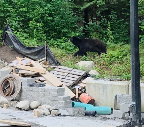 Black Bear sighting