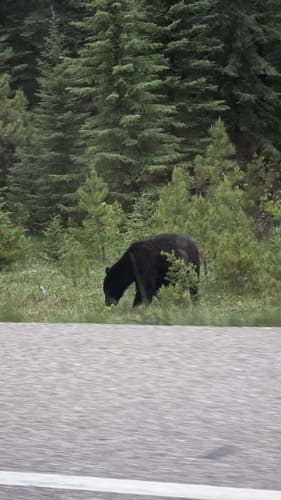 Black Bear sighting