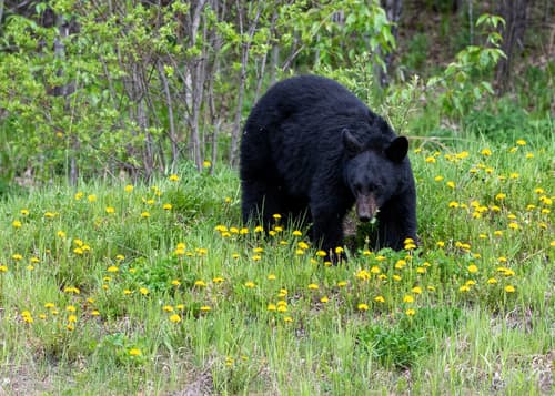Black Bear sighting