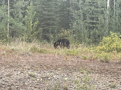 Black Bear sighting