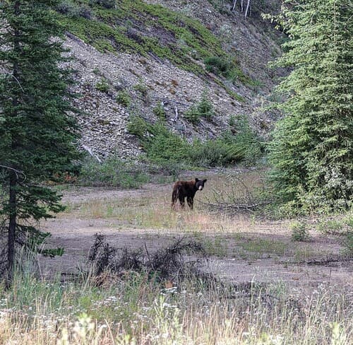 Black Bear sighting