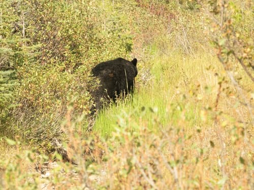 Black Bear sighting
