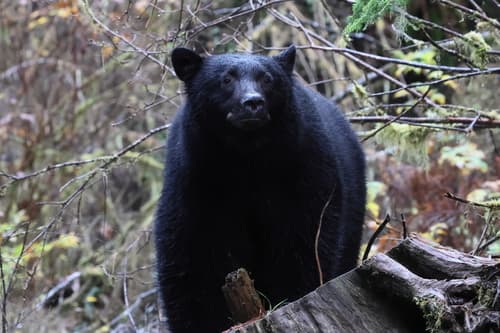 Black Bear sighting