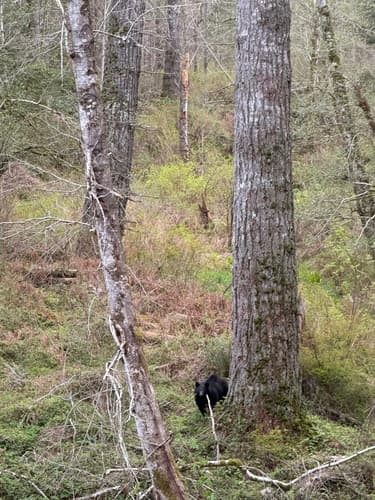 Black Bear sighting