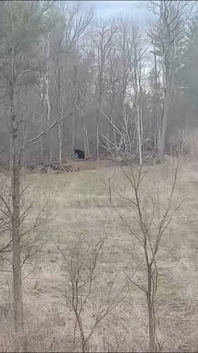 Black Bear sighting