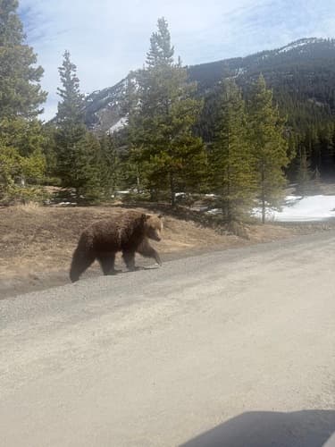 Grizzly sighting