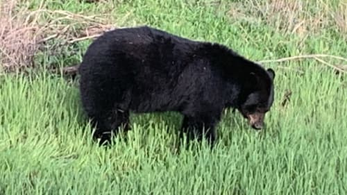 Black Bear sighting