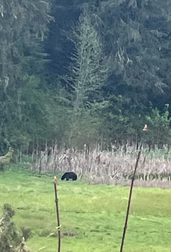 Black Bear sighting