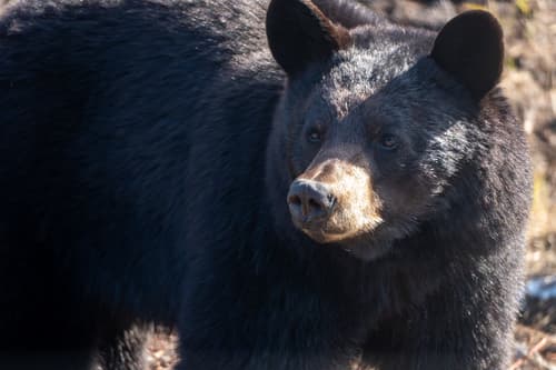 Black Bear sighting