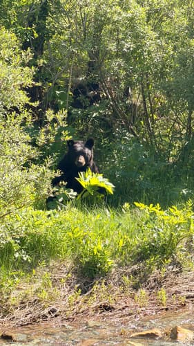 Black Bear sighting