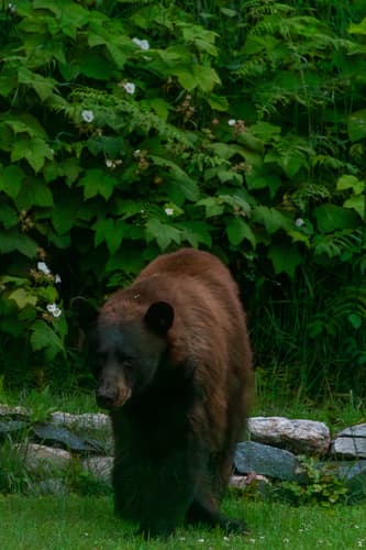 Black Bear sighting