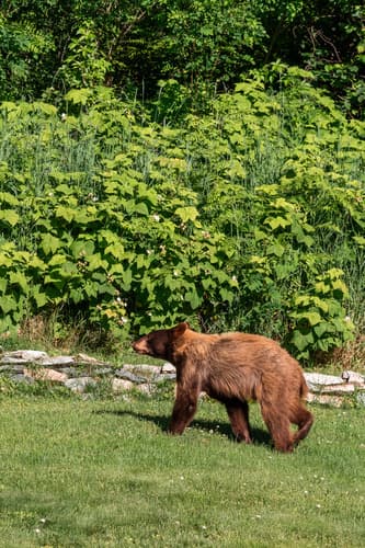 Black Bear sighting