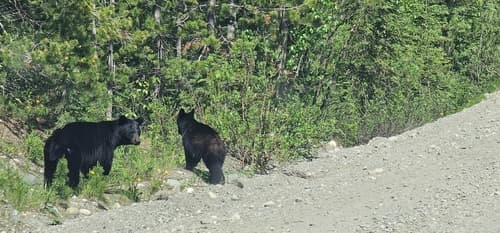 Black Bear sighting