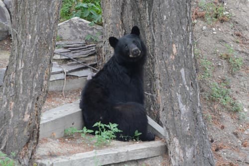 Black Bear sighting