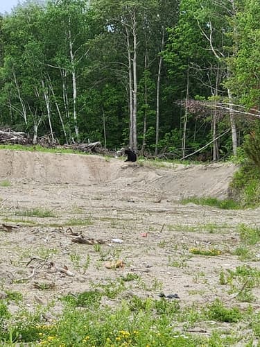 Black Bear sighting