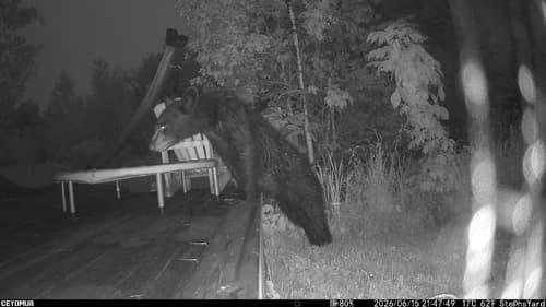 Black Bear sighting