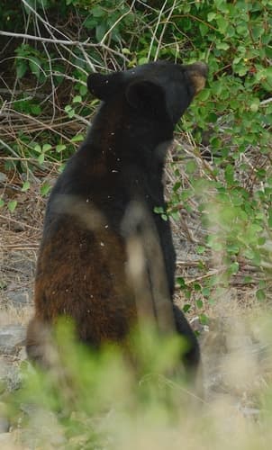 Black Bear sighting
