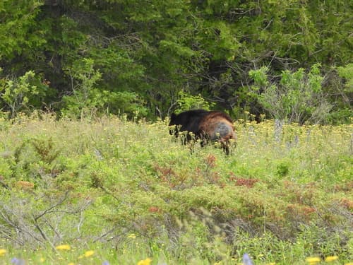 Black Bear sighting