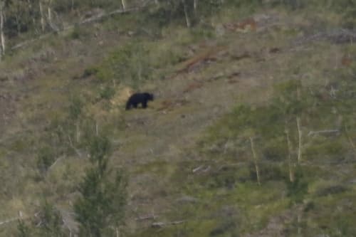 Black Bear sighting