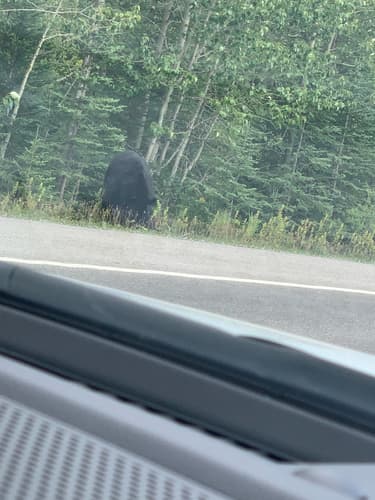 Black Bear sighting