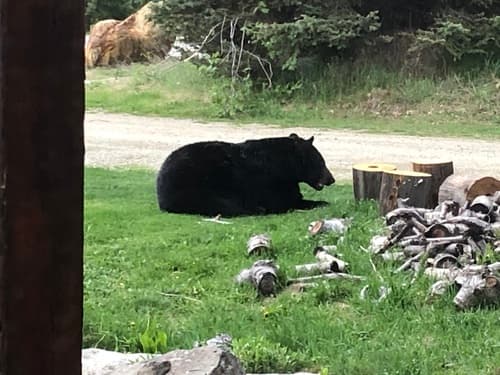 Black Bear sighting