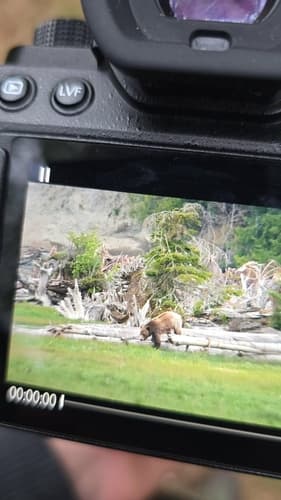 Grizzly sighting