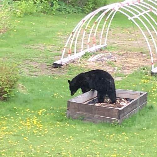 Black Bear sighting