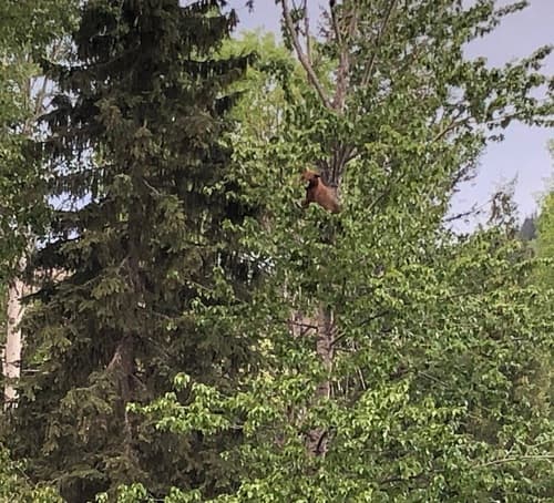 Black Bear sighting