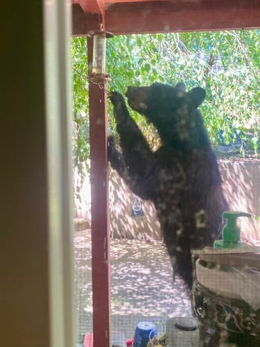 Black Bear sighting