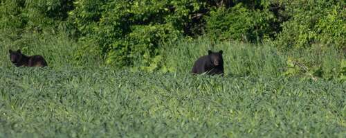 Black Bear sighting