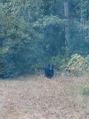 Black Bear sighting